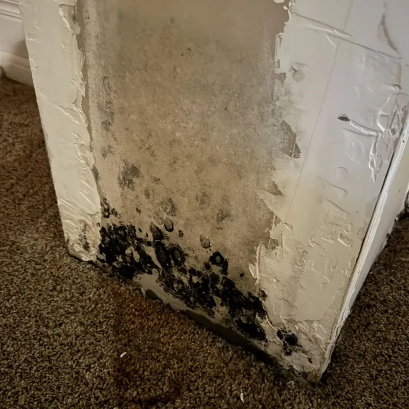 Professional Mold Removal in Nolensville, TN